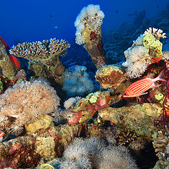 photo "Notes from the reef-1"