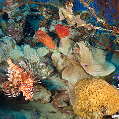 photo "Notes from the reef-2"