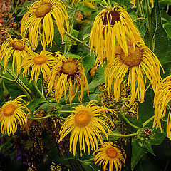 photo "Under the twigs of the rain ..."