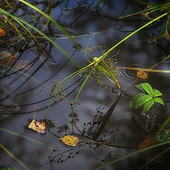 фото "Осень пахнет грибами и флоксами..."