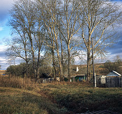 photo "Poplars"