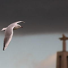 photo "Freedom Flight"