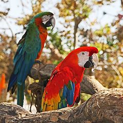 photo "Macaws"