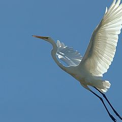 photo "White Heron"