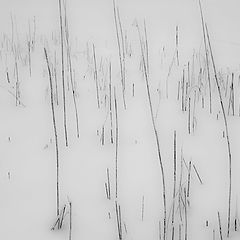 photo "Rhythm grass"