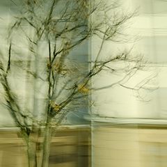 photo "Trees in the city"