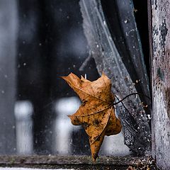 photo "Empty house"