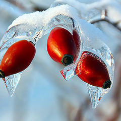 фото "Red refuse frost"