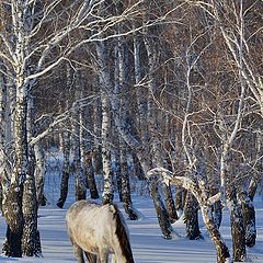 фото "Обеденное..."