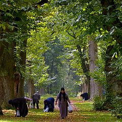 photo "search chestnuts"