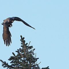 photo "Crow In Flight"