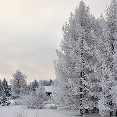 фото "Зимушка"