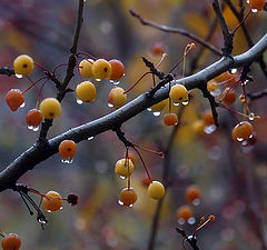 фото "Слёзки"