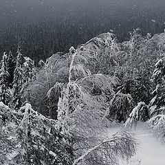 фото "Пурга"