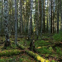 фото "елки, палки"