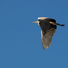 photo "Herons Flight III"