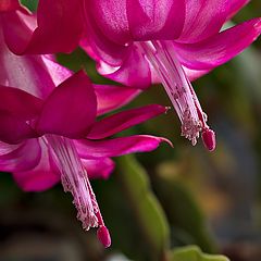 фото "Schlumbergera russelliana"