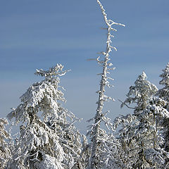 фото "Замороженный лес"