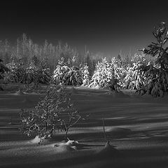 фото "Тени на снегу"