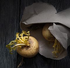 фото "Две репки"