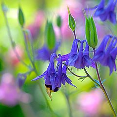 photo "Bellflowers"