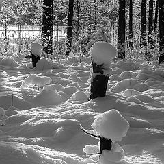 фото "Снежные шапки"