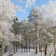 фото "Лесными тропами."