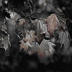 photo "Rain fall"