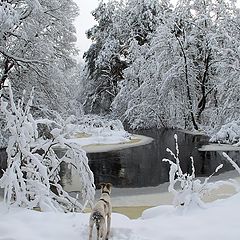 фото "зимняя сказка"