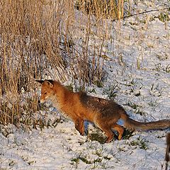 photo "Fox"