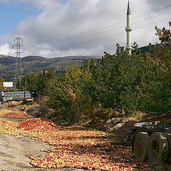 photo "The Good harvest :-)"