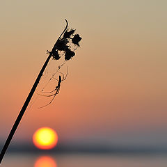 photo "***"