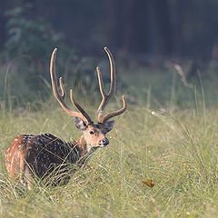 фото "Morning time"