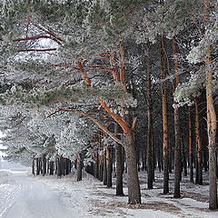 фото "Серебряный лес"