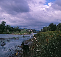 photo "About two setters and two seagulls"