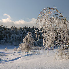 фото "Когда берёзы звенят.##"