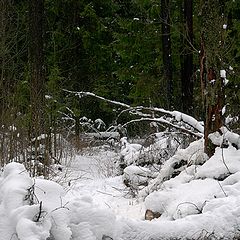 photo "On a path"