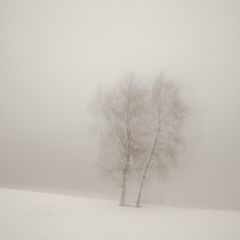 photo "Winter minimalism"