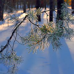 photo "In February. Rime"