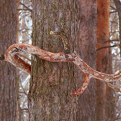 photo "Mystery of nature."