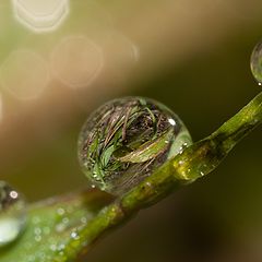 фото "Вид в капле"