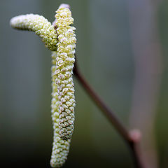 фото "Скоро весна..."