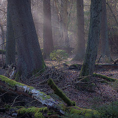 photo "Forest"