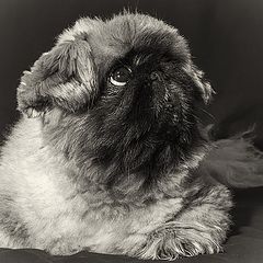 фото "Семейное"