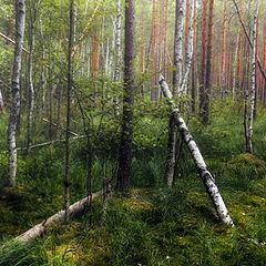 фото "Болото"