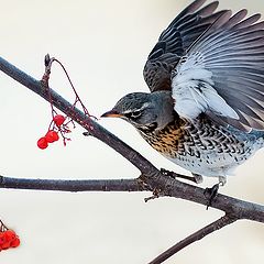 фото "Балансируя"