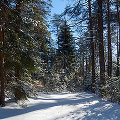 фото "Зимний лес."