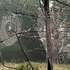 фото "Хищная красота."