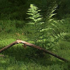 photo "The forest fern"