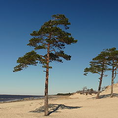 фото "Ягры( Белое море)"